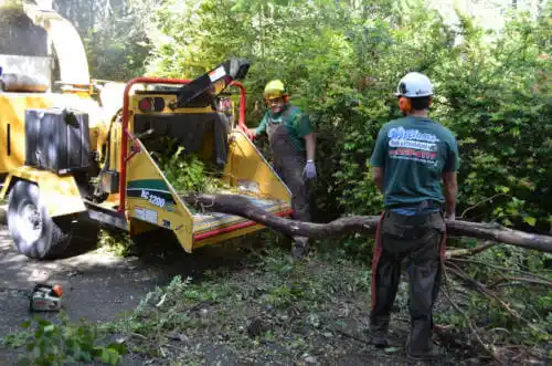 tree services Ashford